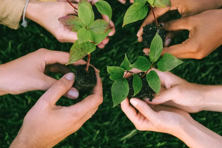 Hands holding young saplings together