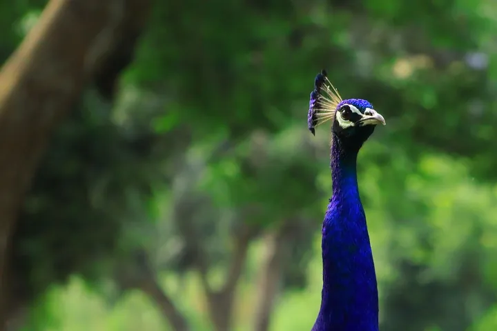 An Indian peacock in the forest